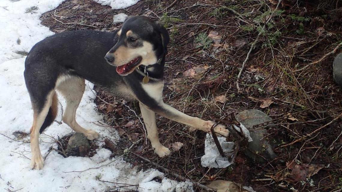 Worried your pet could be caught in a wolf trap? Idaho law would make that less likely