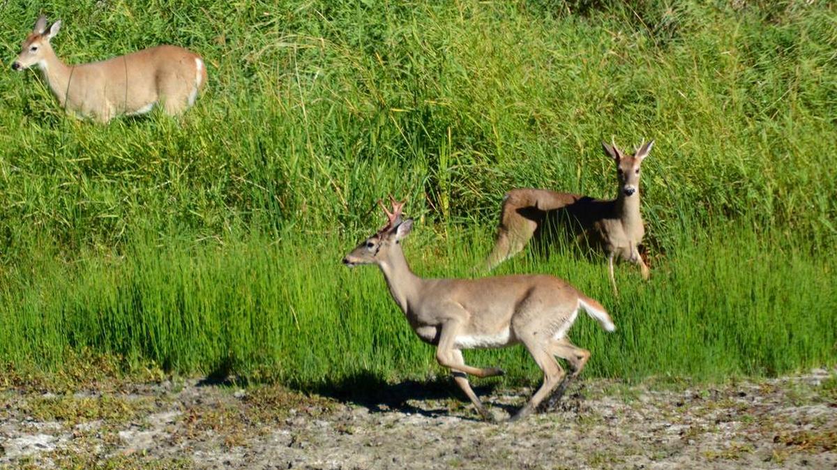 One contributor to Idaho’s biggest deer harvest since 1991 was the number of whitetails, which surpassed 30,000 for the first time.