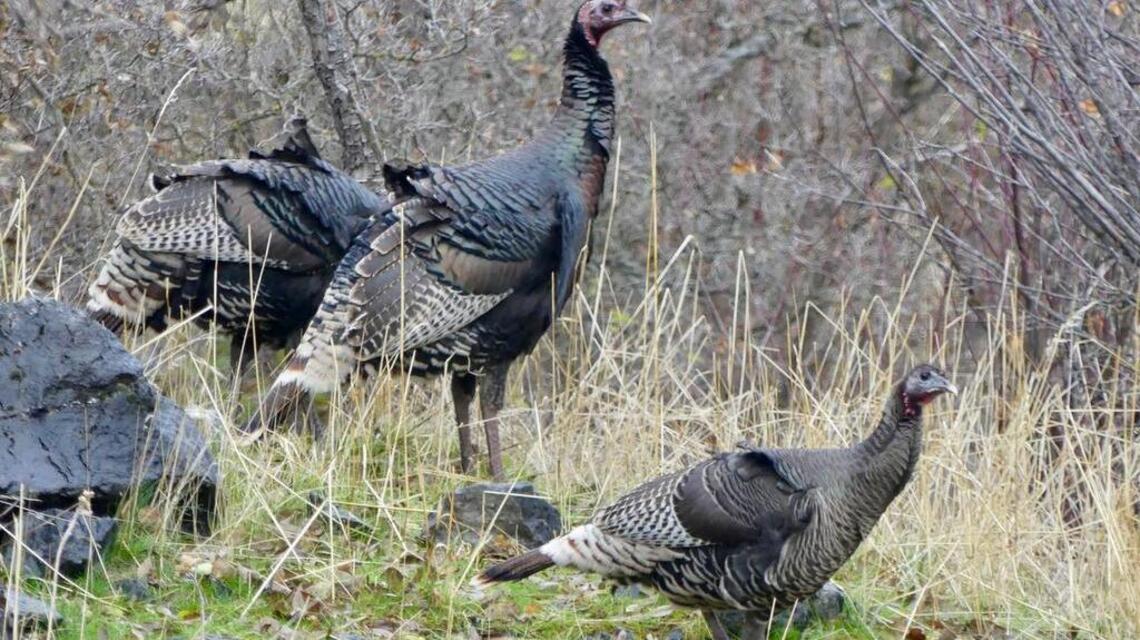 Turkey season is here; time to head out of town