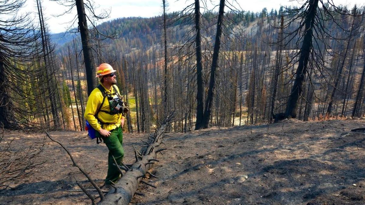Mike Feiger, a wildlife biologist with the Boise National Forest, surveys forest grouse habitat near Pilot Peak burned by the Pioneer Fire. There are untouched green areas in the background.