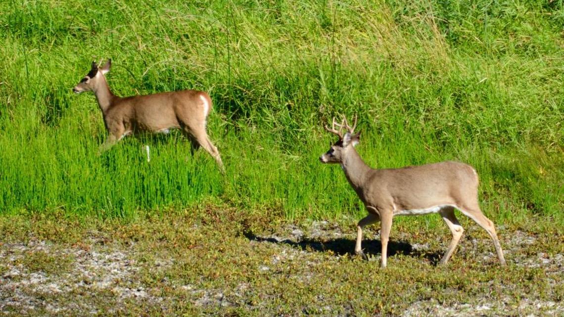 If you’re hunting while the weather is still warm, you need to take steps to ensure that the meat you harvest doesn’t spoil.