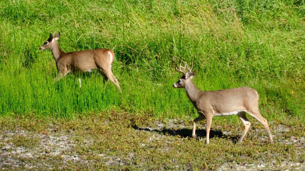If you’re hunting while the weather is still warm, you need to take steps to ensure that the meat you harvest doesn’t spoil.