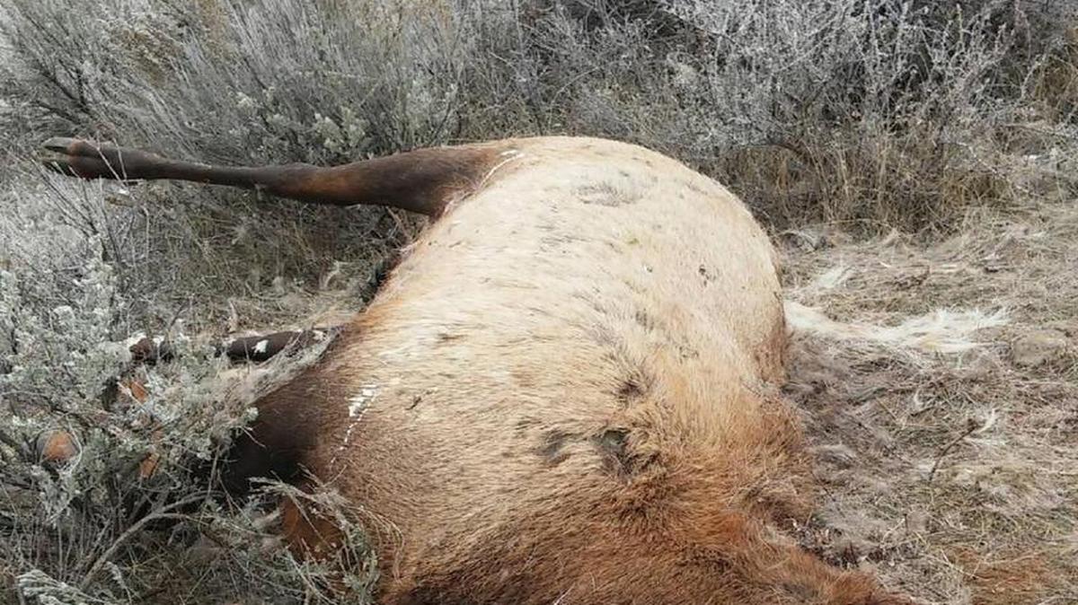 This headless bull was discovered Sunday just above Ridge Road, north of Council.