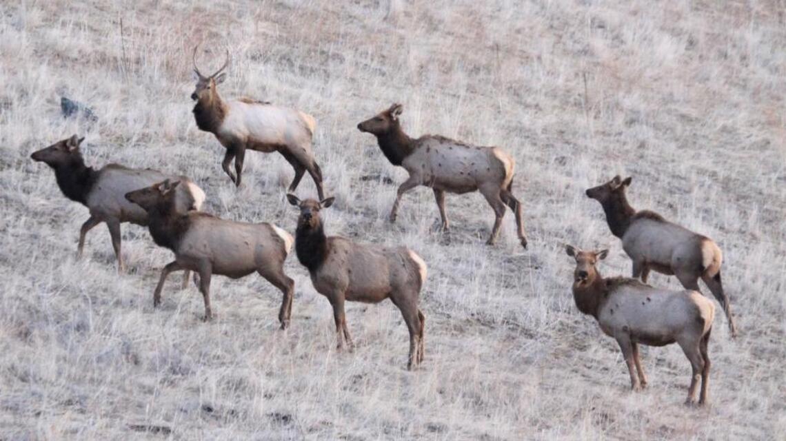 Elk, whitetail numbers strong for Idaho hunters, but fewer mule deer lurking