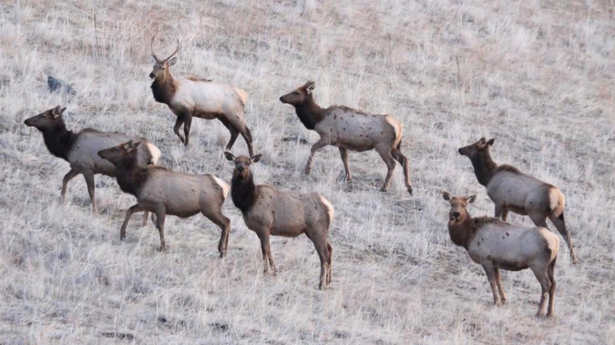 Idaho’s elk herds handled last winter much better than the mule deer, so hunters can expect strong success rates again this season.