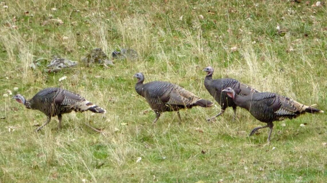 It’s spring, which means it’s time to talk turkey