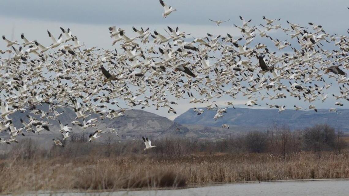 Thousands of wild birds are dying of bird flu in Boise area, Idaho Fish and Game says