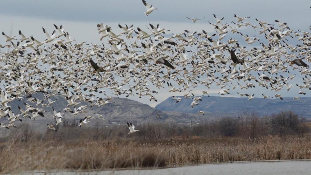 Snow geese at the Roswell Marsh near Parma.
