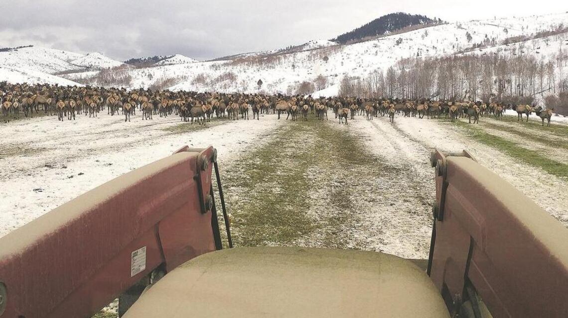 Fish and Game will spend years rehabbing Tex Creek area to keep elk out of trouble