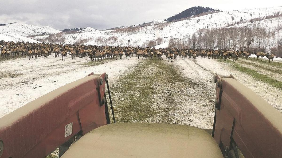 An estimated 6,500 animals spend winter in the Tex Creek Wildlife Management Area. Feeding was done to prevent depredation on agricultural areas by elk.