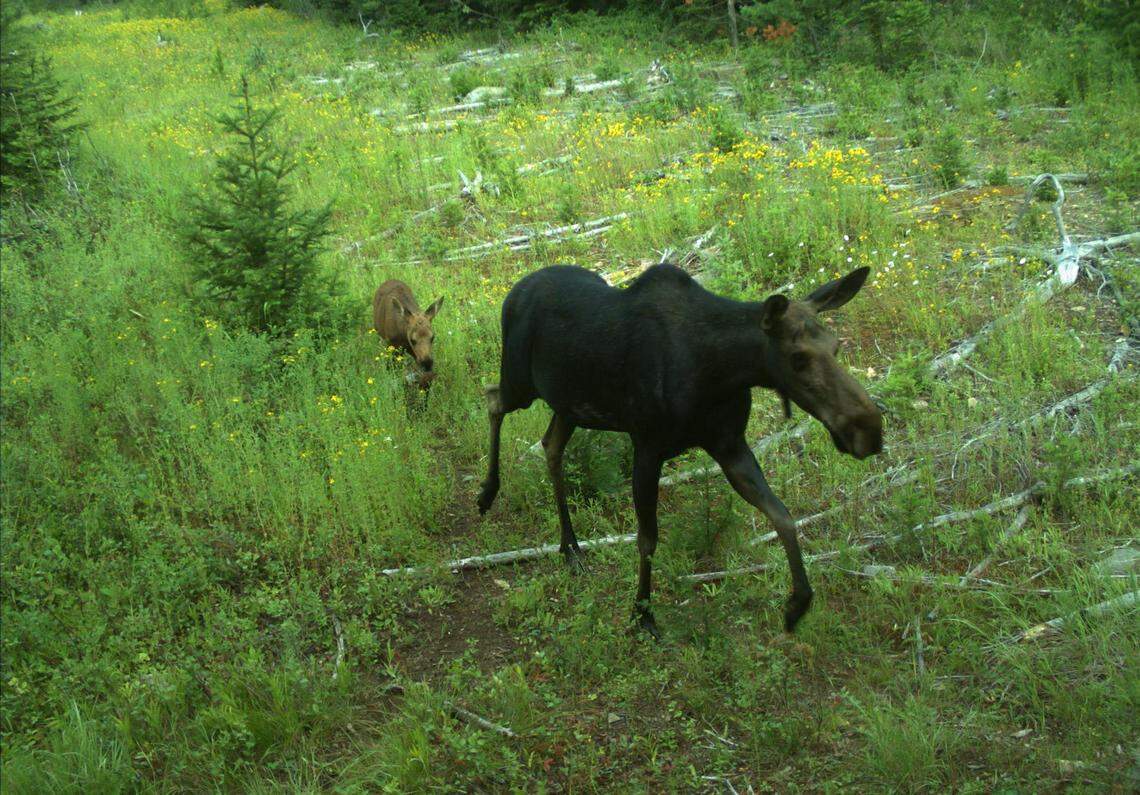 Moose need wildfires to thin forests and promote new growth for good moose habitat.