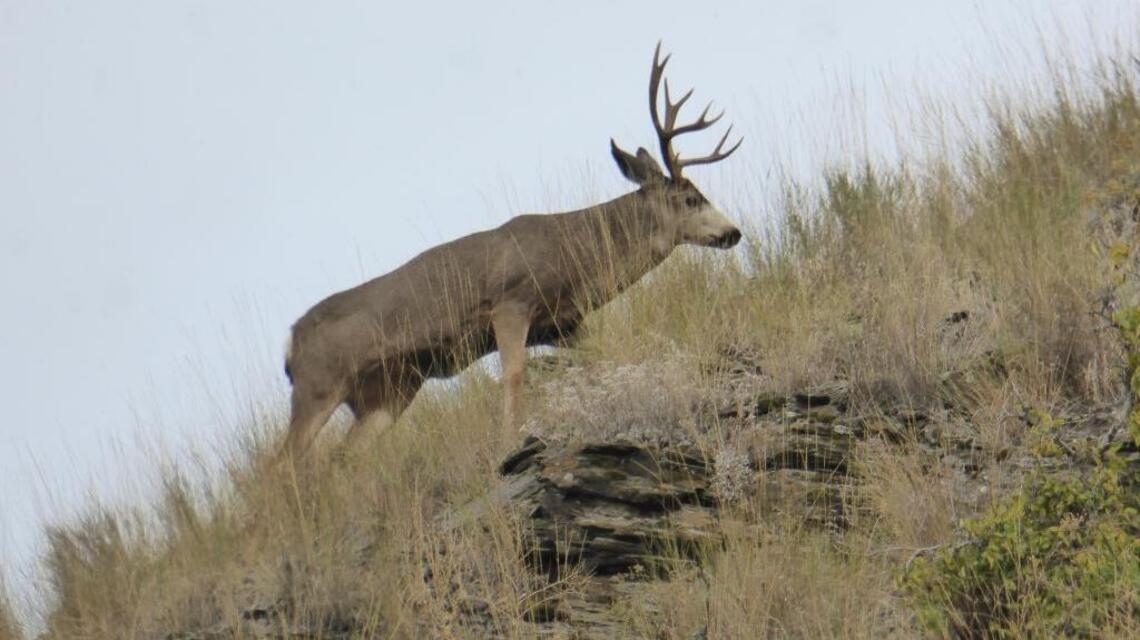 My first deer, and the emotional toll of killing for food