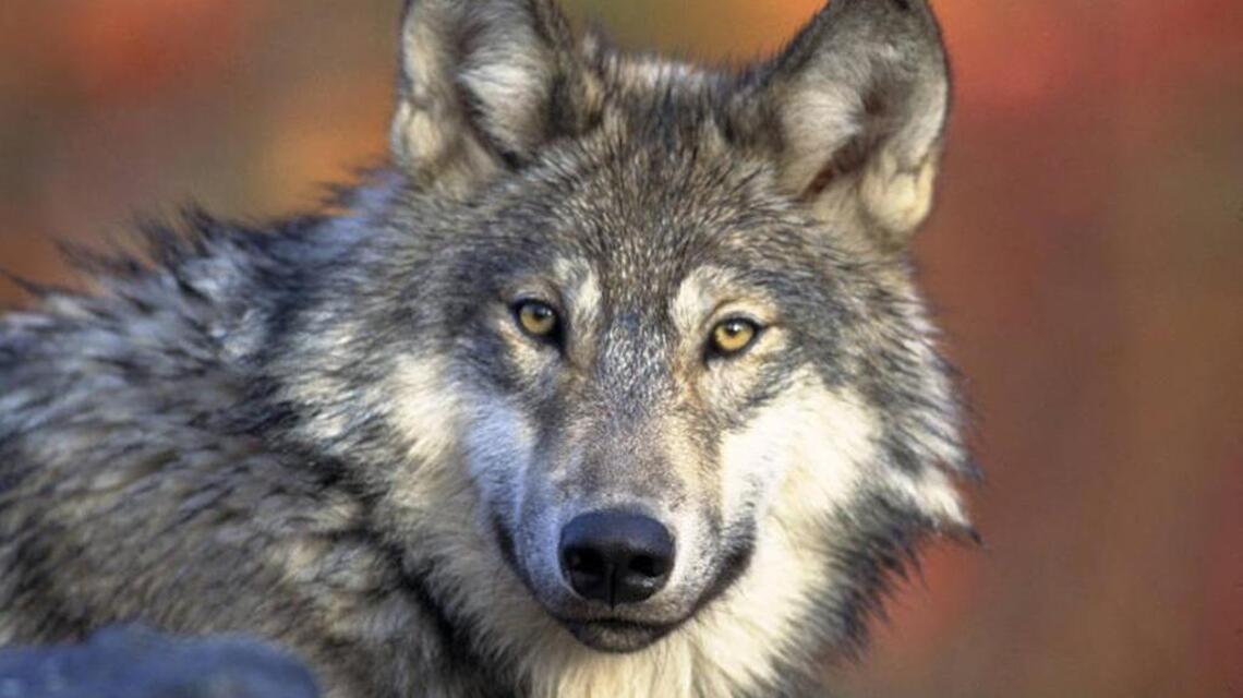 Try some new hunts in 2017 and you can pursue game nearly year-round in Idaho