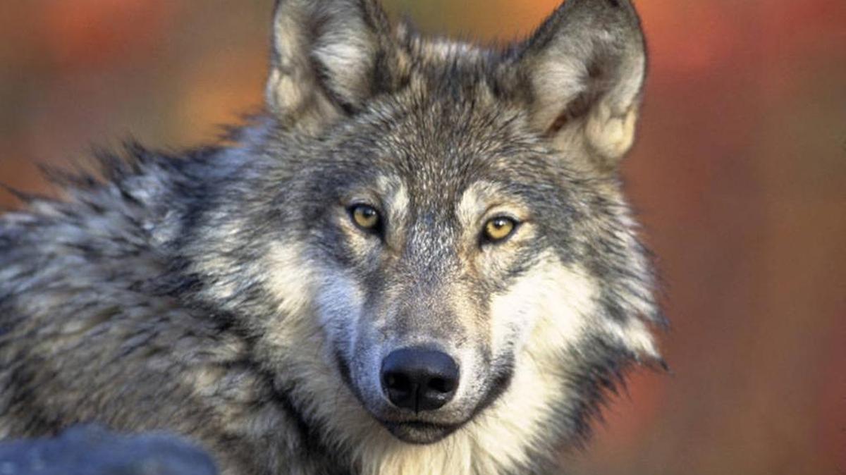 Wolves are among the predators that can be hunted in Idaho.