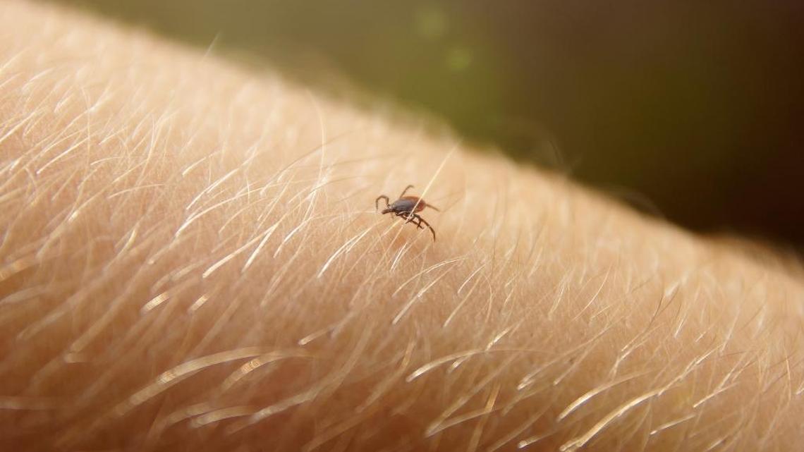 Lyme disease, transmitted by tick bites, is on the rise in much of the U.S., CDC data says.
