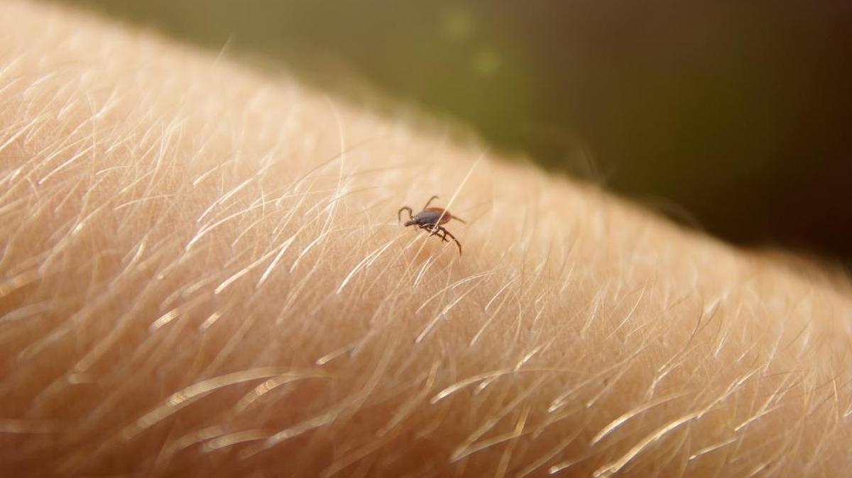 Deer ticks can be difficult to spot.