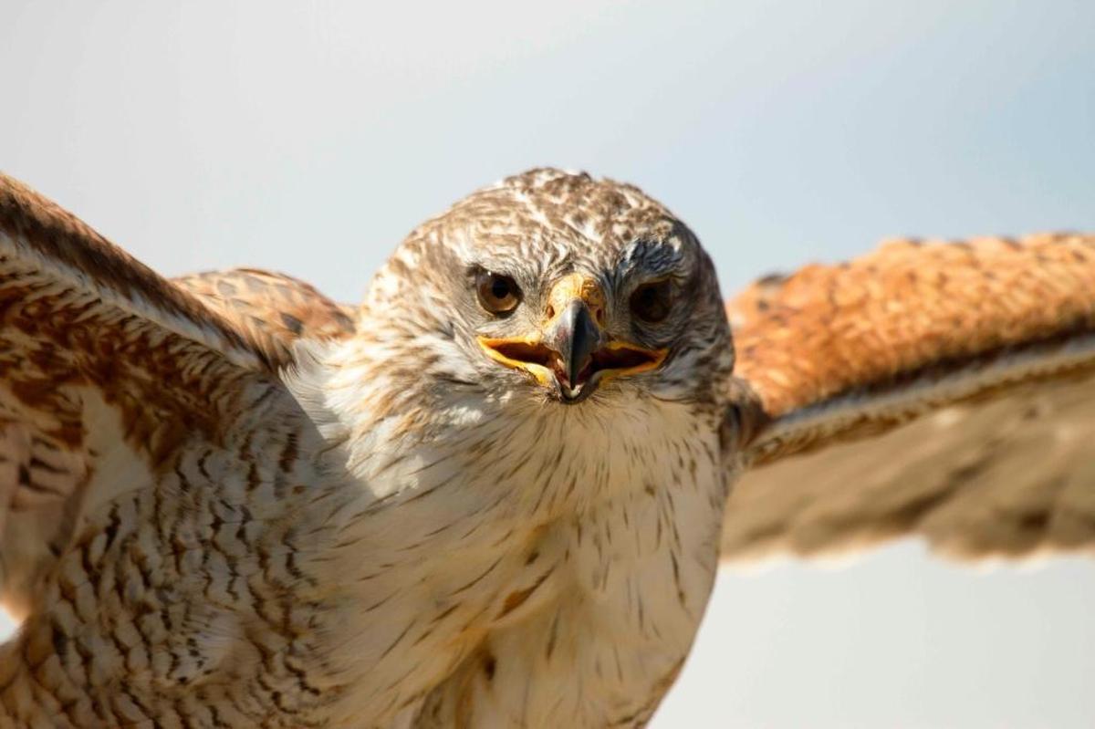The ferruginous hawk that nests primarily in Washington near the Tri-Cities in Benton and Franklin counties is named an endangered species by a state commission.