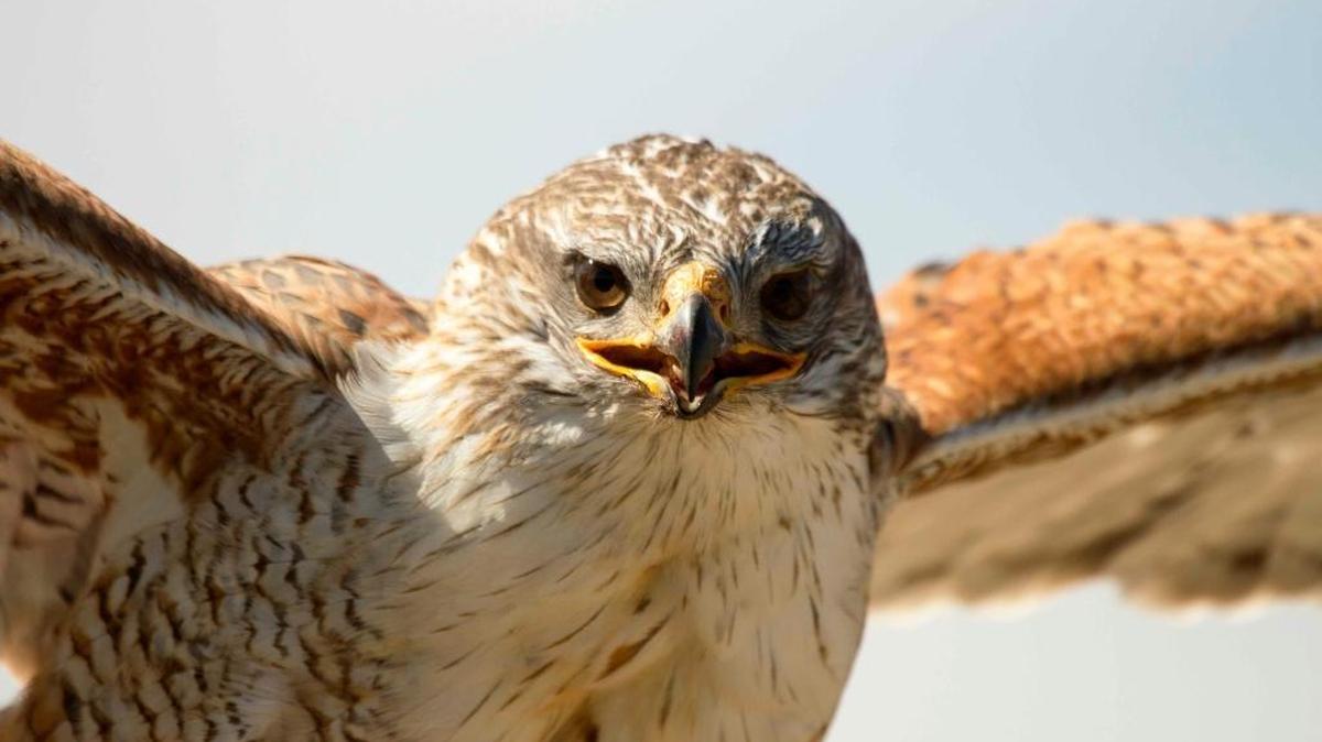 An adult ferruginous hawk