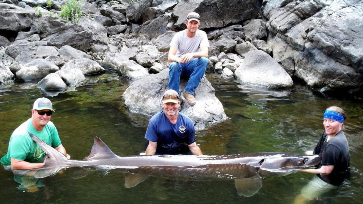 Kirk Fairchild, Seamus Fairchild, Lawaine Fairchild and Homer Brown landed this giant 117" White Sturgeon to qualify for a new catch-and-release Idaho State Record. August 16.