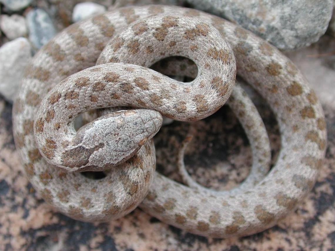 Desert nightsnake