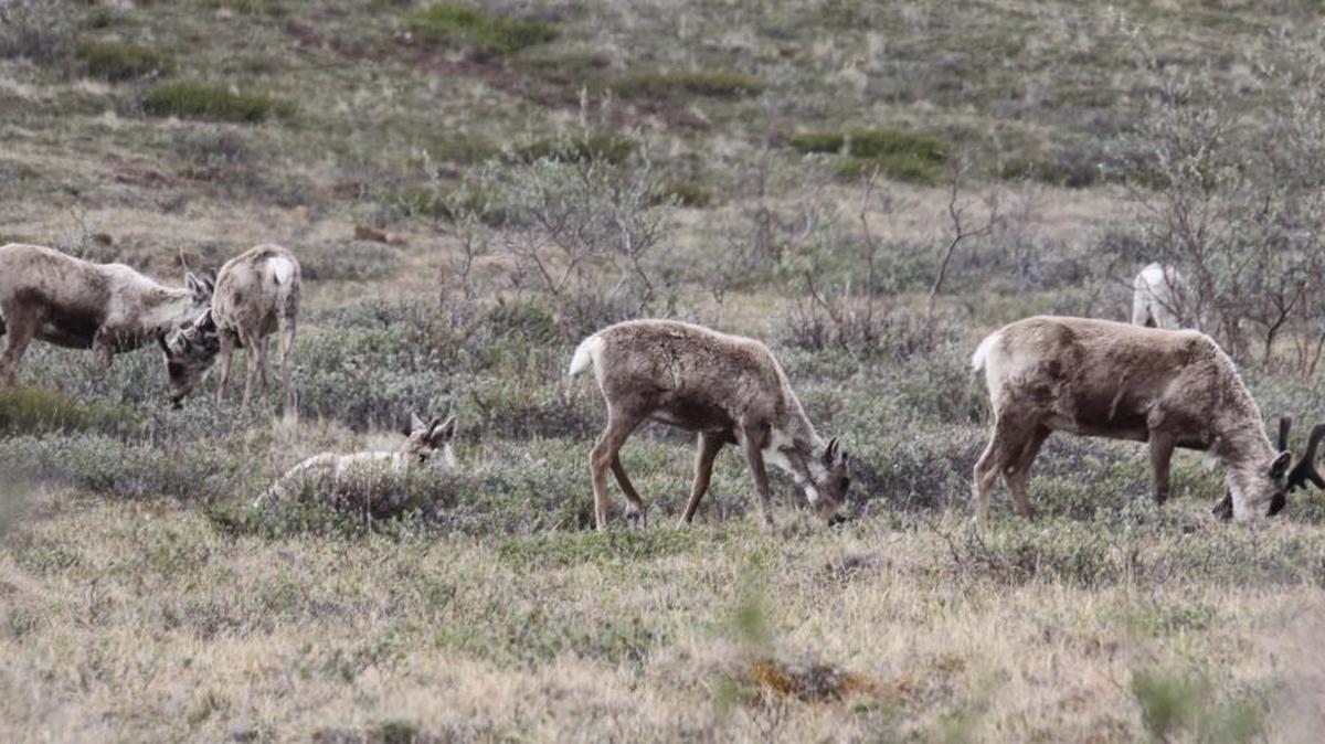 Herds of caribou can be seen on a canoe trip down the Kokolik River on Alaska’s tundra.