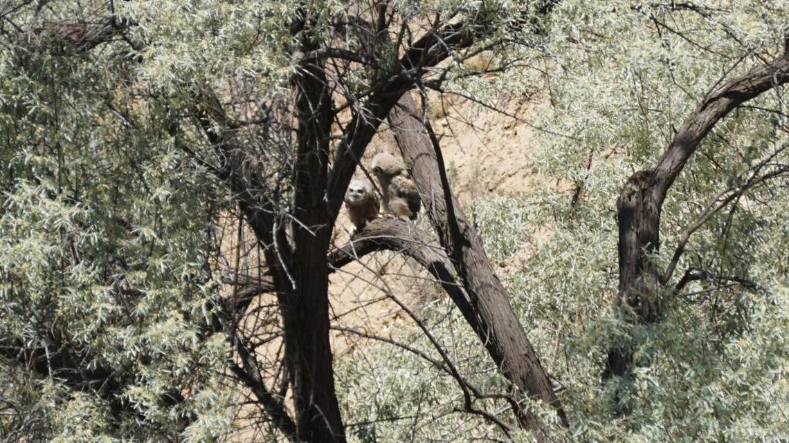 Two great horned owl owlets spent Tuesday morning in a tree about 100 yards from their nest in Hulls Gulch.