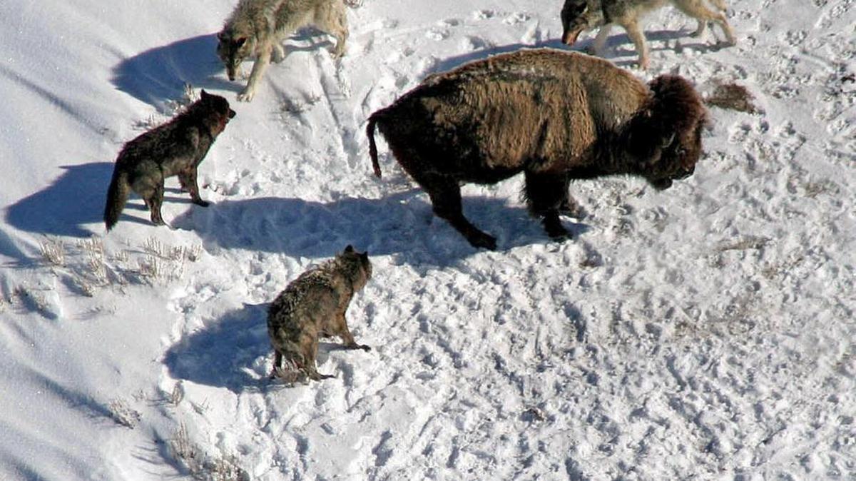 Mollie’s wolf pack surrounds a bison in Pelican Valley inside Yellowstone National Park.