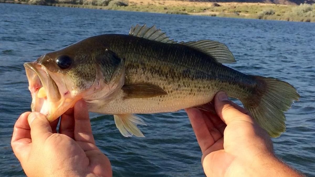 Largemouth bass.