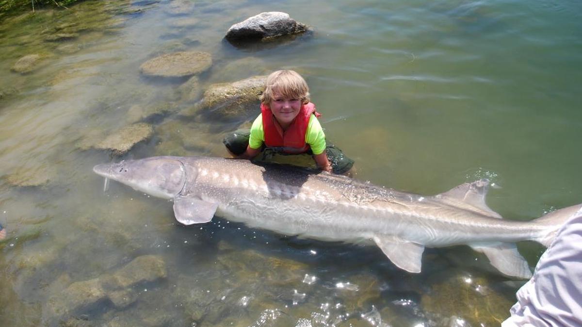 Sawyer Kolowith, 9, of Boise recently caught a massive white sturgeon in the Snake River near Glenns Ferry. The fish measured 8 feet, 7 inches and weighed an estimated 220-plus pounds. Sawyer fought the fish for 1 hour, 10 minutes, then released it. “Sawyer was telling me in the morning he wanted to catch one 30 inches because the biggest fish he ever caught was just under 30 inches,” dad Mark Kolowith said. “We set the bar pretty high. I don’t know that we’ll ever catch anything like that again.”