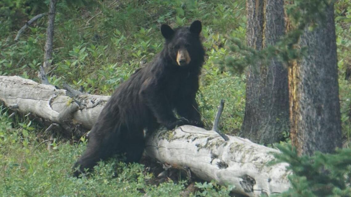 Bear attempts to enter vehicle near McCall; campground closed