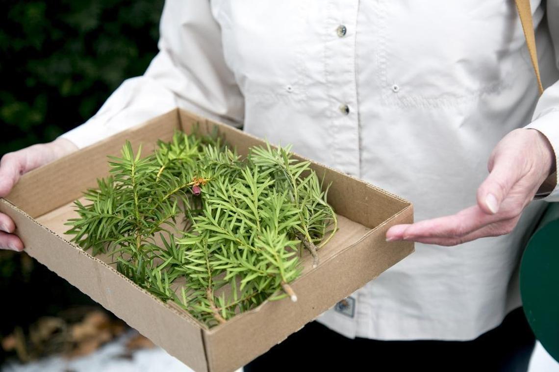 Lynn Kinter, lead botanist for Idaho Fish and Game, holds a box filled with trimmings from a yew plant.