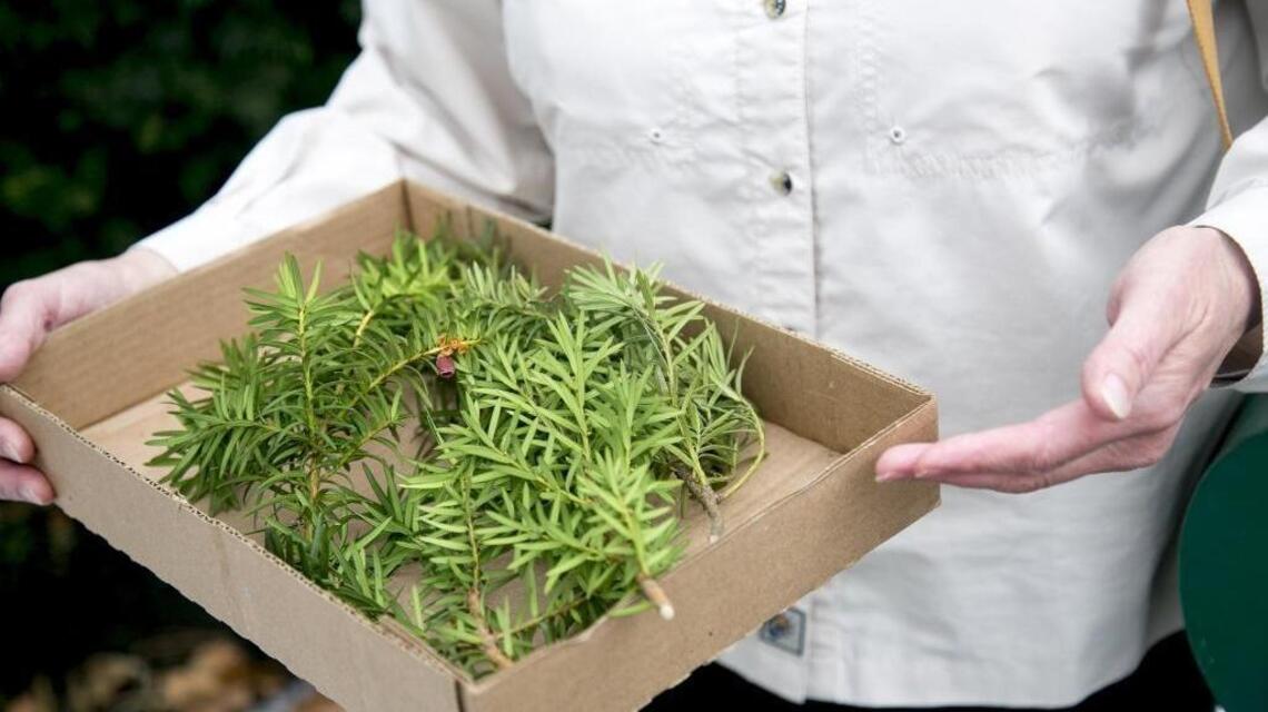 Poisonous yew plants have killed elk in Southern Idaho again — this time north of Boise