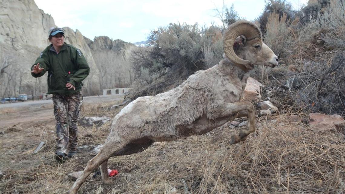 Fish and Game wildlife biologist Hollie Miyasaki releases a bighorn ram after being processed and collared during a study. The deadline to apply for controlled, bighorn-sheep hunts is Saturday.
