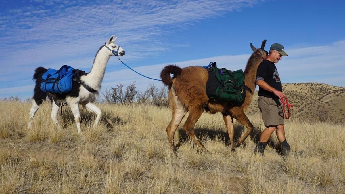 Tom Seifert and his wife, Sue, walk their six llamas in the Boise Foothills to train for packing trips into the backcountry. On this trek, Tom exercised Gaius, left, and Cisco.