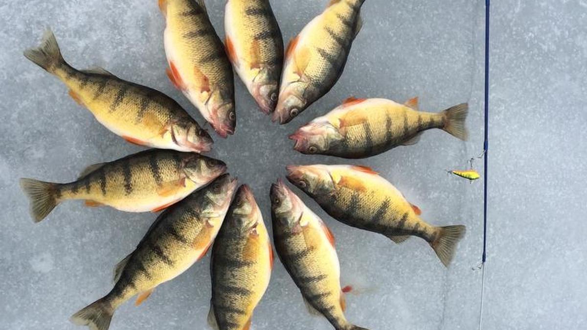 When you catch this many fish, you can get creative with the photo.