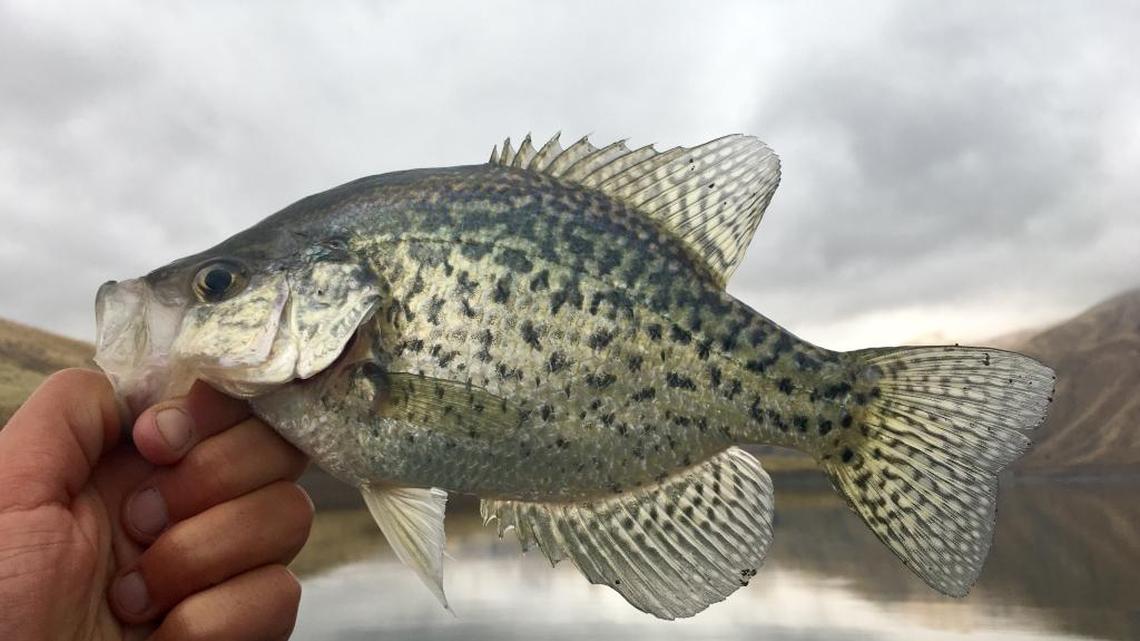 The water is low at Brownlee Reservoir, but anglers are still catching crappie and catfish near Steck Park on the Idaho-Oregon border.