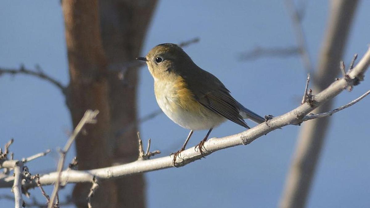A female red-flanked bluetail sits on a branch in Hells Gate State Park on Wednesday in Lewiston.