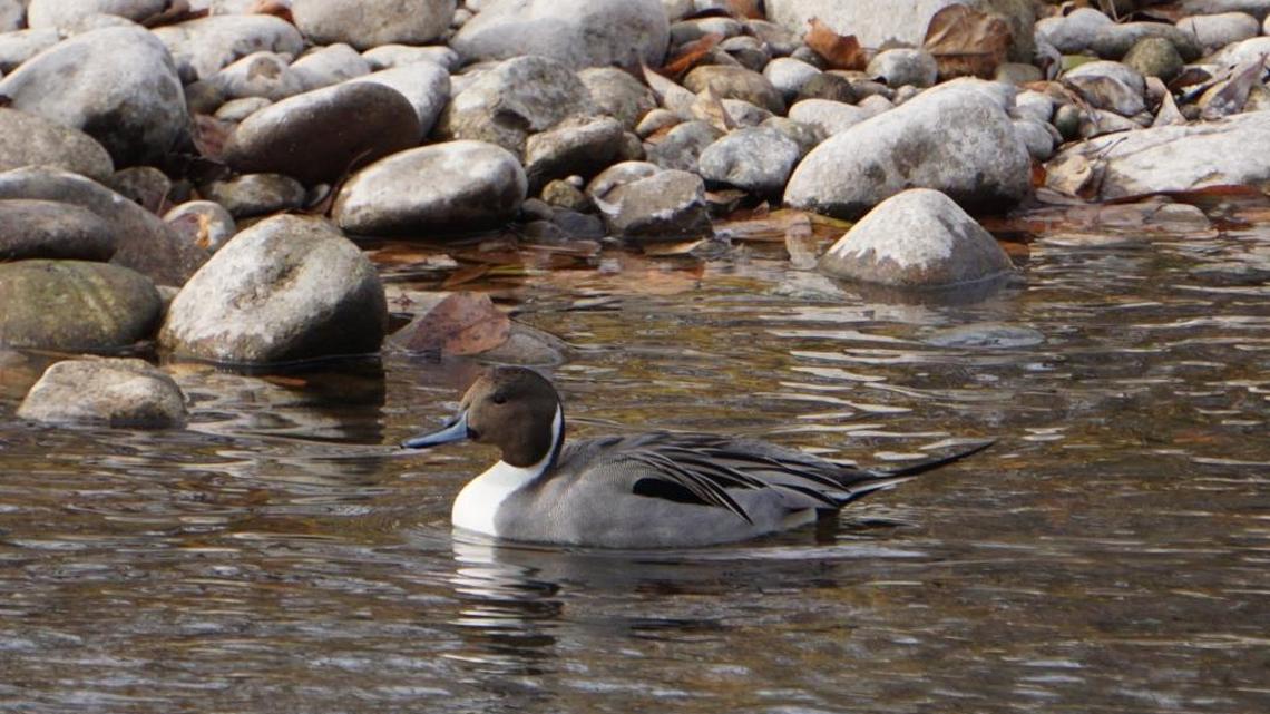 One of the most unusual bird sightings on my bike ride with Tom McCabe was a northern pintail duck in the Boise River. A male has been spotted in the same area during the fall the past two years, but the birds aren’t usually in Boise.