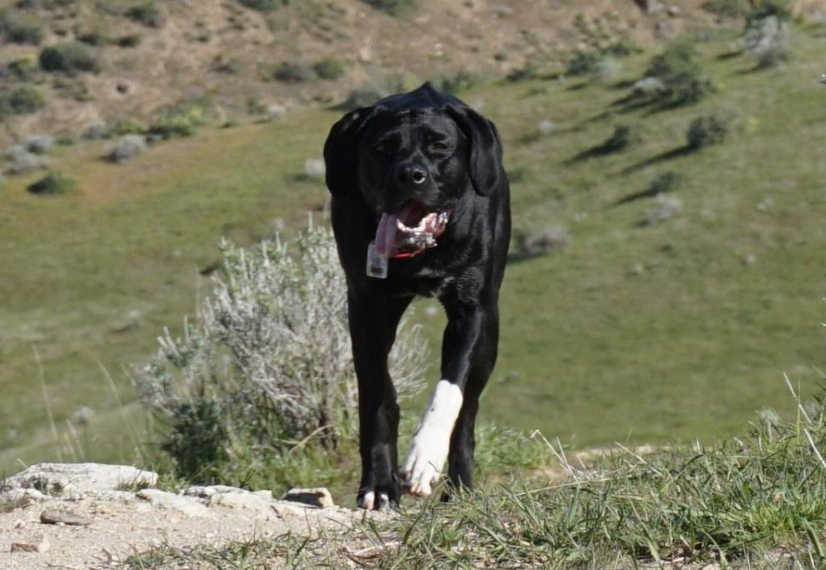 This dog beat its mountain bikers to the top of a hill on Corrals Trail.