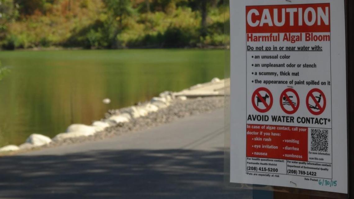 A toxic algae bloom has been detected around a boat ramp in the Bruneau Arm, near CJ Strike Reservoir.