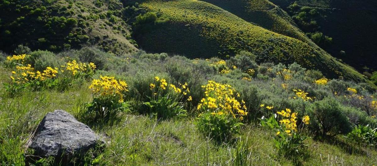 Hillsides are awash in yellow along the Watchman trail.
