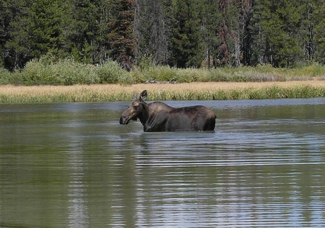 Fewer hunters will get to pursue moose in Idaho the next two seasons.