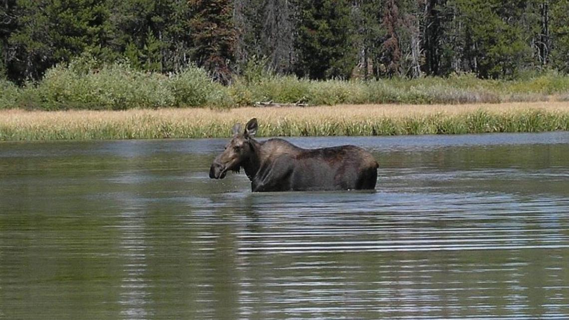 Fewer hunters will get to pursue moose in Idaho the next two seasons.