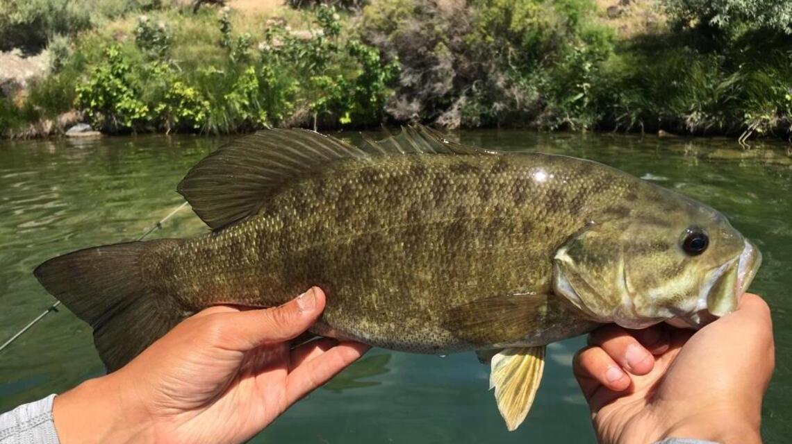 Some Chinook seasons end quickly; Brownlee improves (fishing report, June 30)