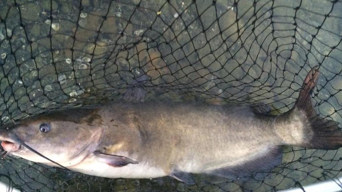 Channel catfish.