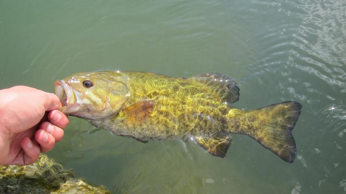 You can catch a lot of fish near Swan Falls Dam.