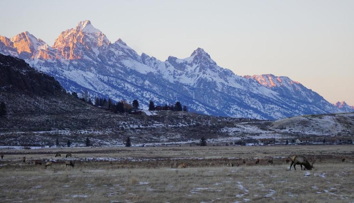 Thousands of elk utilize the National Elk Refuge north of Jackson in the winter. We were told 9,000 elk were there last winter with the deep snowpack in the mountains.