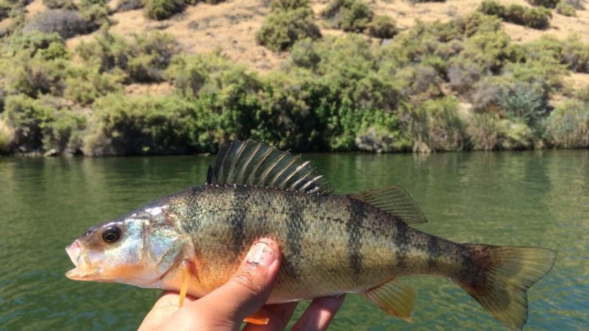 Yellow perch.