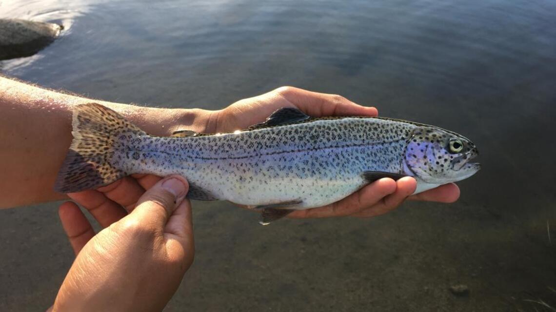 Get alpine feel without the hike at Tripod Reservoir (fishing report, July 21)