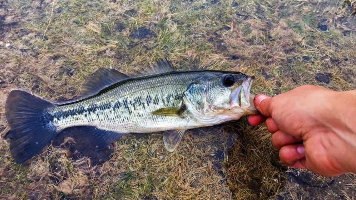 Try local ponds for early spring bite (fishing report, April 13)